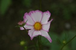 庭10月4 114.jpg