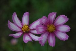 庭10月5 194.jpg