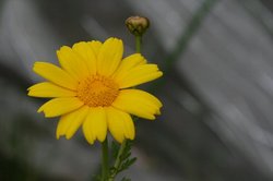 春菊.jpg