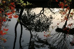 水辺の風景.jpg
