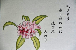 沈丁花-006~~.jpg