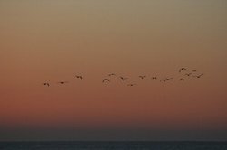 渡り鳥と朝焼け.jpg