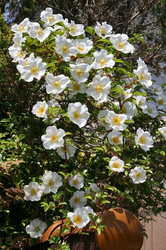 満開の花.jpg