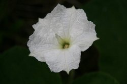 白い花.jpg