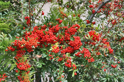 紅葉-041~.jpg