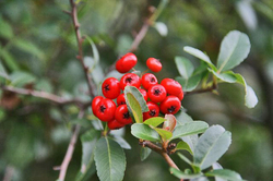 紅i-014.jpg