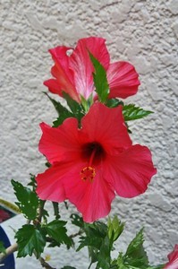 花-015.jpg