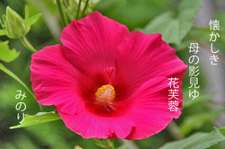 花.jpg