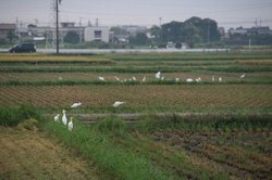 菜園 207.jpg