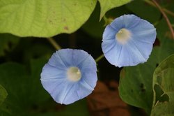 菜園8月 243.jpg