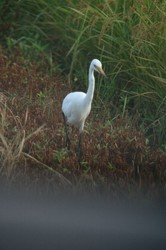菜園8月 459.jpg