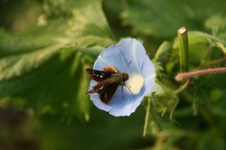 菜園8月 580.jpg
