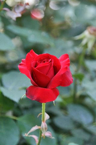 薔薇-083.jpg