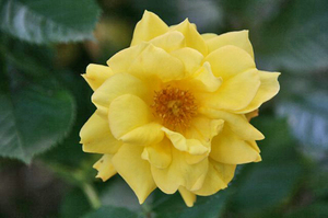 薔薇-088.jpg