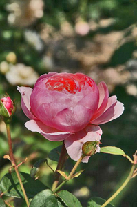 薔薇-122.jpg