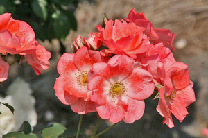 薔薇-167.jpg