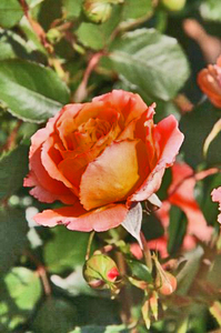 薔薇-210.jpg