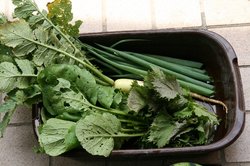 虫食い野菜.jpg