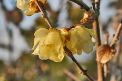 蝋梅-152.jpg