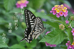 蝶〜♪.jpg