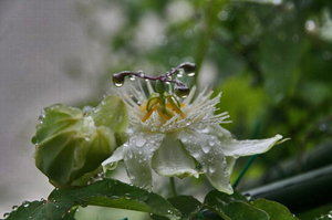 雨の雫-077.jpg