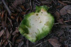 食べられメロン.jpg