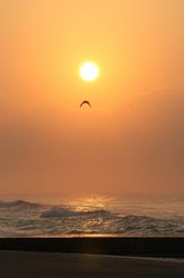 鳥と日の出.jpg