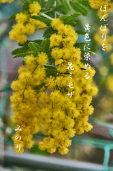 黄色-067~ミモザ.jpg