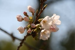 3月浜名湖2日目フラワークパーク 216.jpg