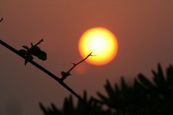 5月福田港の夕日 149.jpg