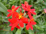 flower06.jpg