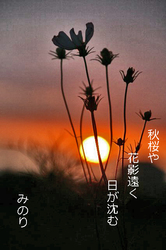 kosumosu.jpg