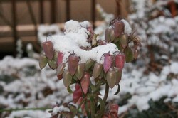 1月雪景色 115.jpg