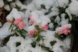 1月雪景色 118.jpg