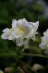 4月押し花 063.jpg