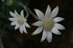 4月花 056.jpg