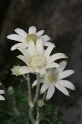 4月花 057.jpg