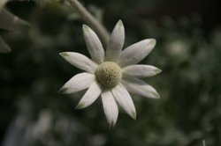 4月花 147.jpg