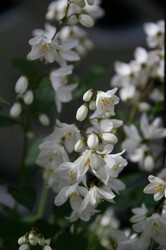 4月花 227.jpg