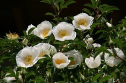 4月花 315.jpg