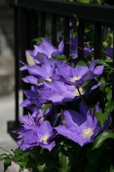 4月花 323.jpg