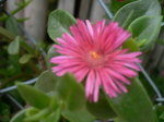 6月花磐田 014.jpg