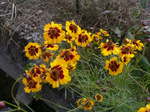 6月花磐田 124.jpg