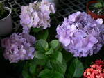 5月花長崎 055.jpg
