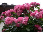 5月花長崎 094.jpg
