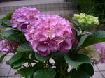 5月花長崎 129.jpg