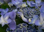 5月花長崎 178.jpg