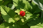 5月花長崎 180.jpg