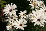 一信花 201.jpg