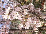 押し花展、花博、庭の花 232.jpg